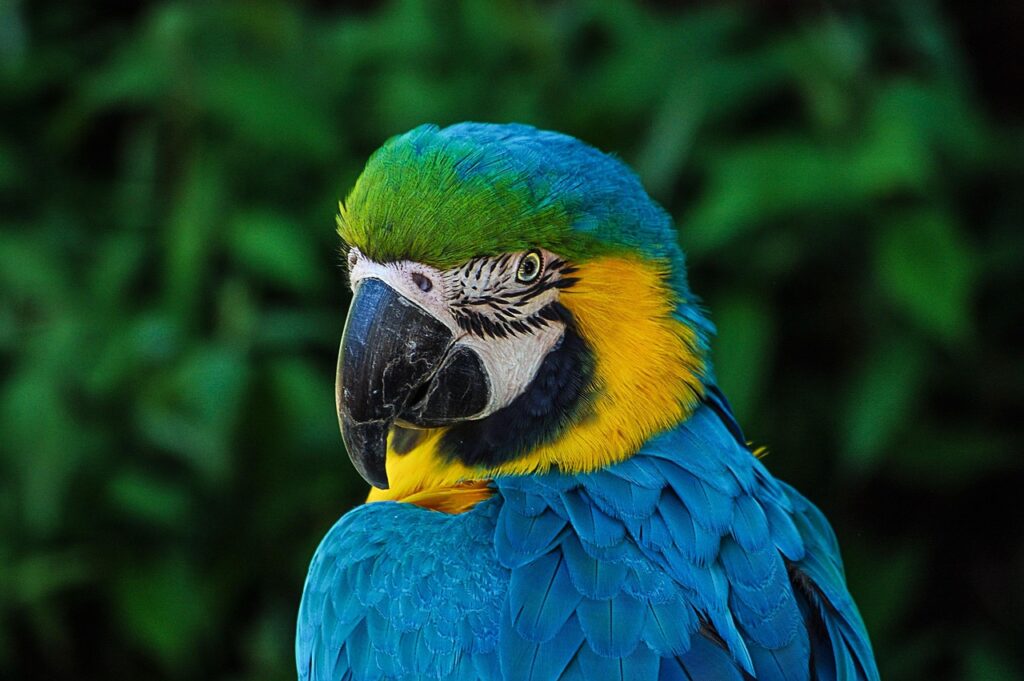 Why the San Diego Zoo Is One of the Best Zoos in the United States