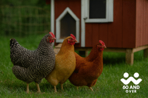 How to Shop Online Safely: Step by Step 40 Backyard chickens near a small coop with 60AndOver.net logo bottom right